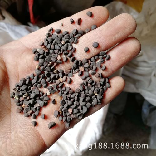 阴凉干燥储存，原产地批发优质食用农产品
